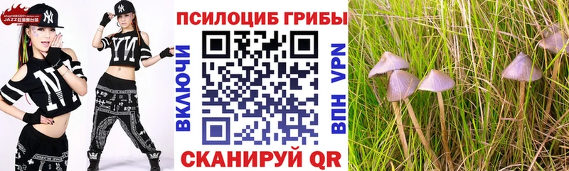 Псилоцибиновые грибы Psilocybine cubensis  Горно-Алтайск 
